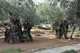 06 Stare drzewa oliwkowe